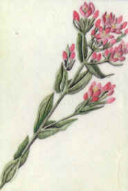 Centaury