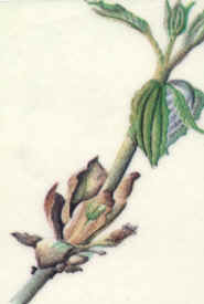 Chestnut bud