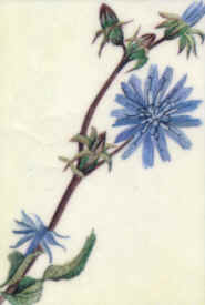 Chicory