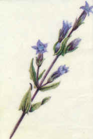 Gentian