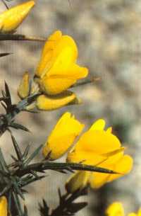 Gorse