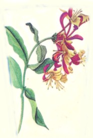 Honeysuckle