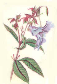 Impatiens