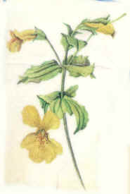 Mimulus