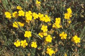 Rock rose