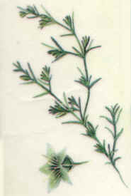 Scleranthus