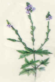 Vervain